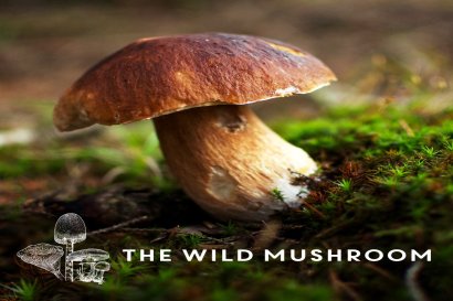 Wild Mushroom Gourmet Thursday 17th October 2024